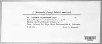 Puccinia chrysanthemi image